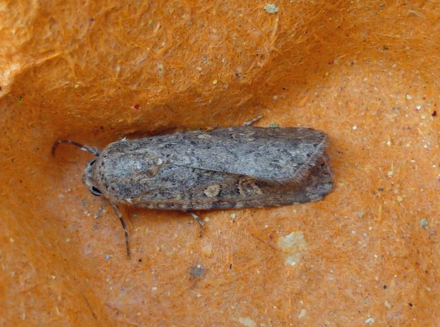 Small Mottled Willow